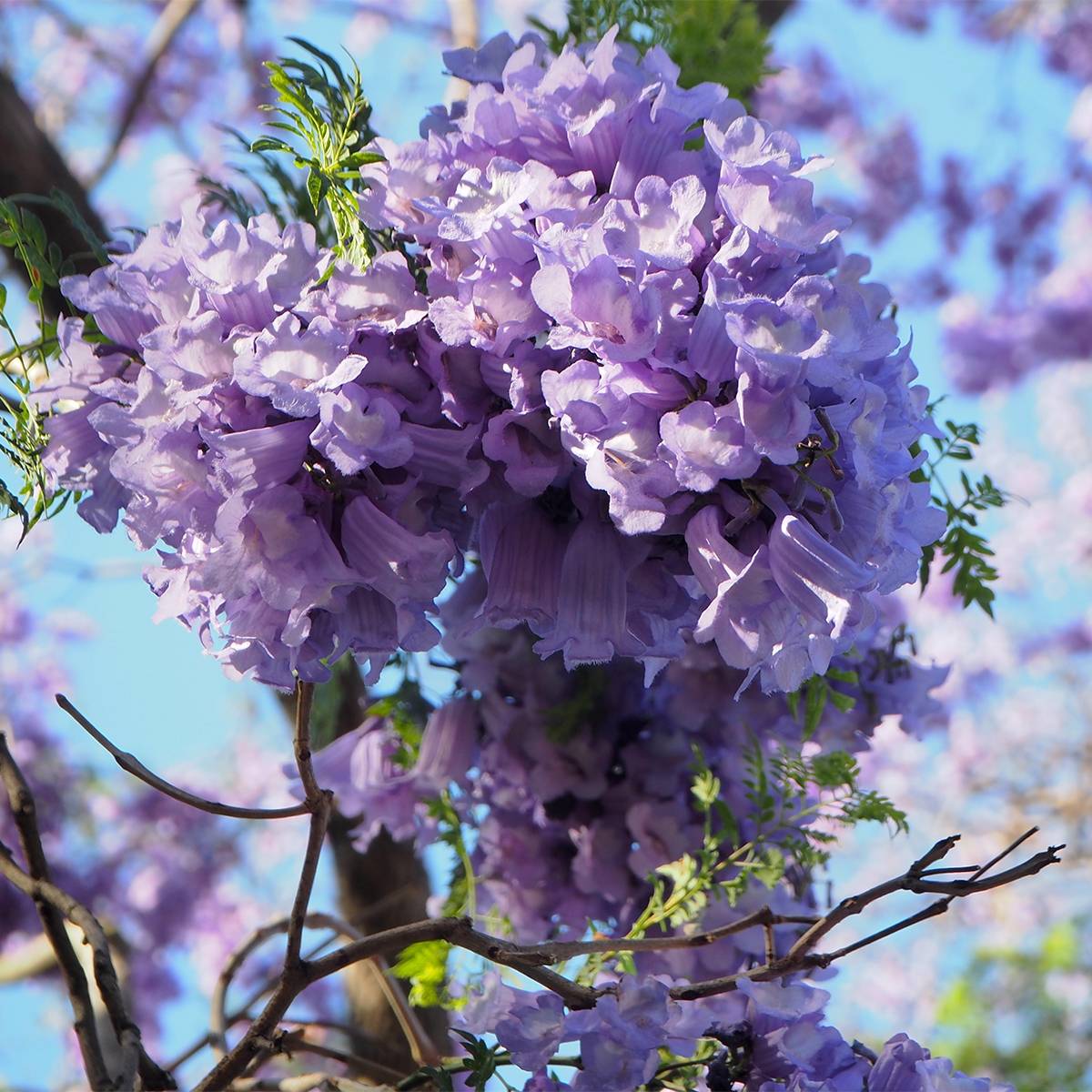 Jacaranda mimosifolia - Flamboyant bleu Pot de 7,5L/10L