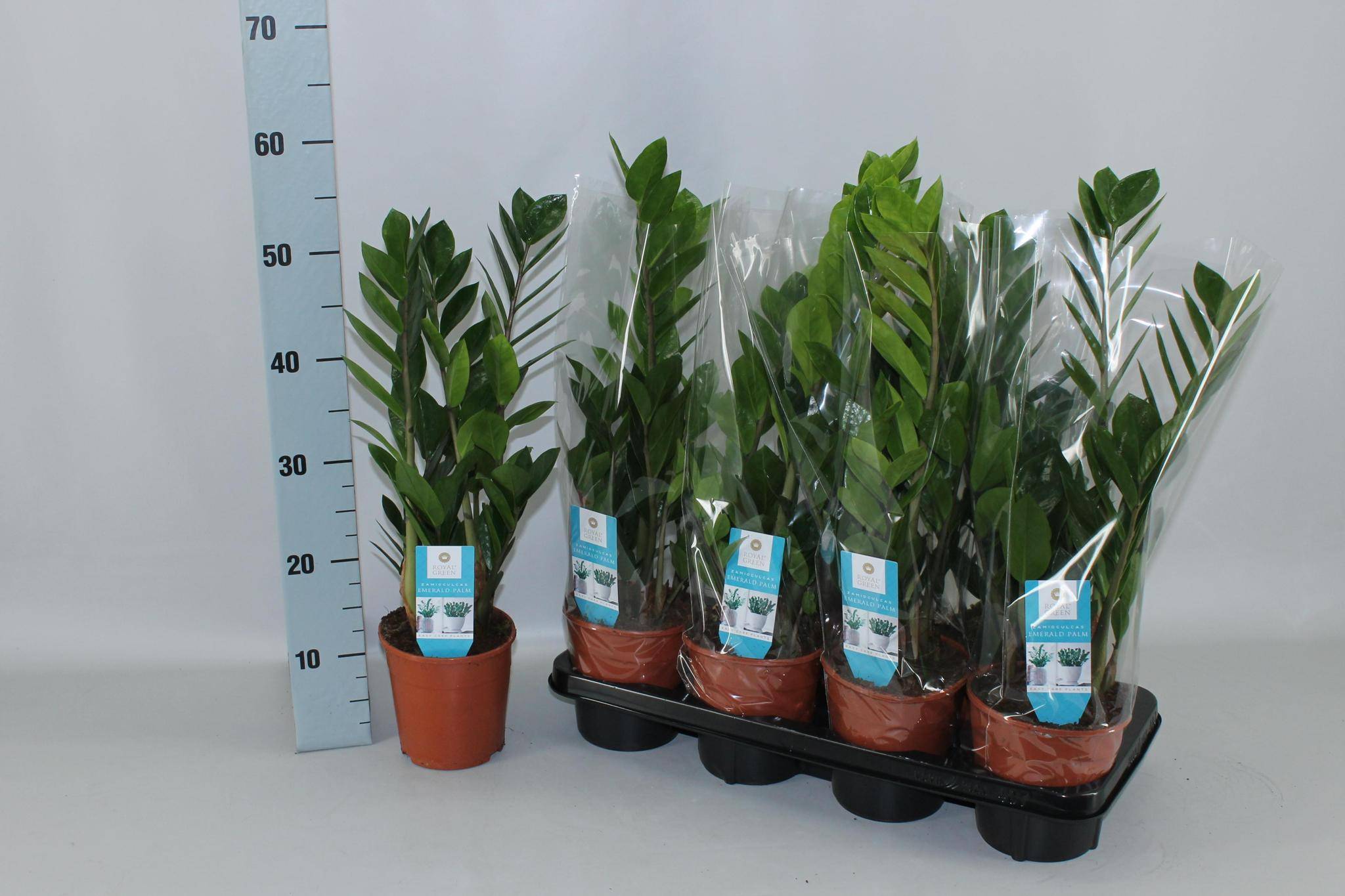La Green Touch - Zamioculcas Zamiifolia - D14 H55cm