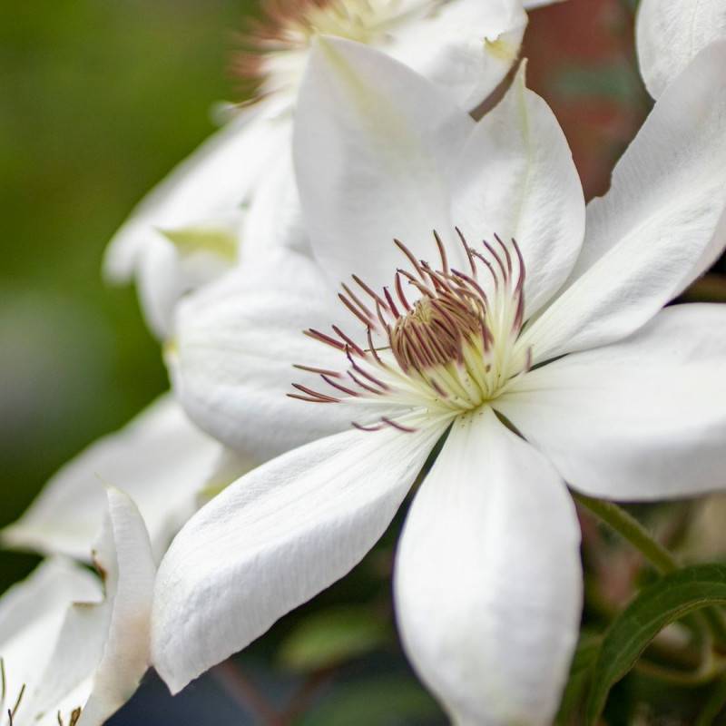 Clématite Roko Kolla à fleurs Blanche - feuillage Caduc - Pot de 1,5L - Tuteur bambou 30/60 cm-  hauteur à maturité De 3,00 m à 5,00 m - Imagen 1