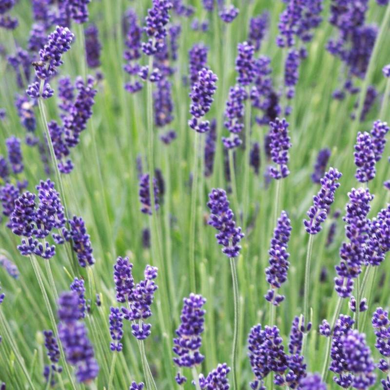 Lavande Hidcote Blue à fleurs Bleue/ - feuillage Persistant - Pot de 2,5L - 20/30 cm