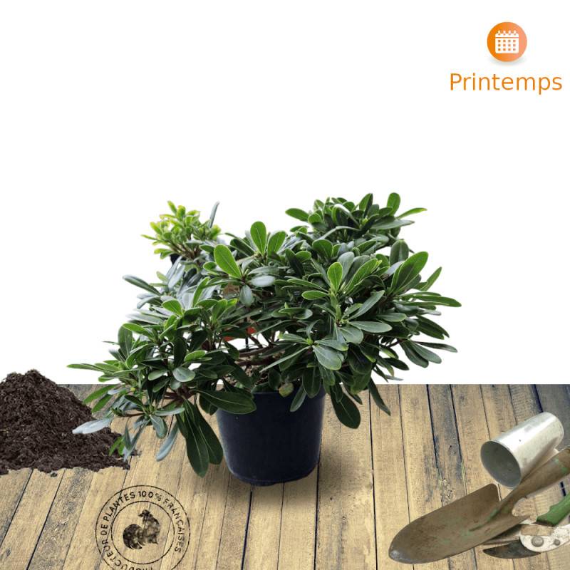 Pittosporum de Chine nain, Pittospore - Pot de 3L - 20/40 cm - Image 7