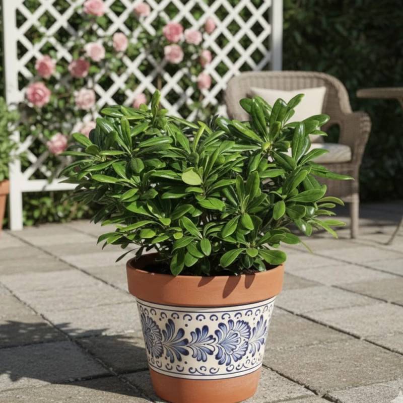 Pittosporum de Chine nain, Pittospore - Pot de 3L - 20/40 cm - Image 3