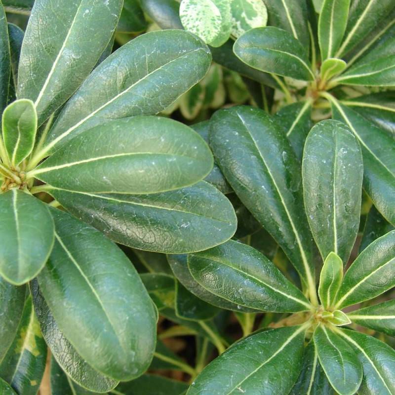 Pittosporum de Chine nain, Pittospore - Pot de 3L - 20/40 cm - Image 6