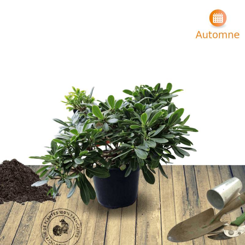 Pittosporum de Chine nain, Pittospore - Pot de 3L - 20/40 cm - Image 9