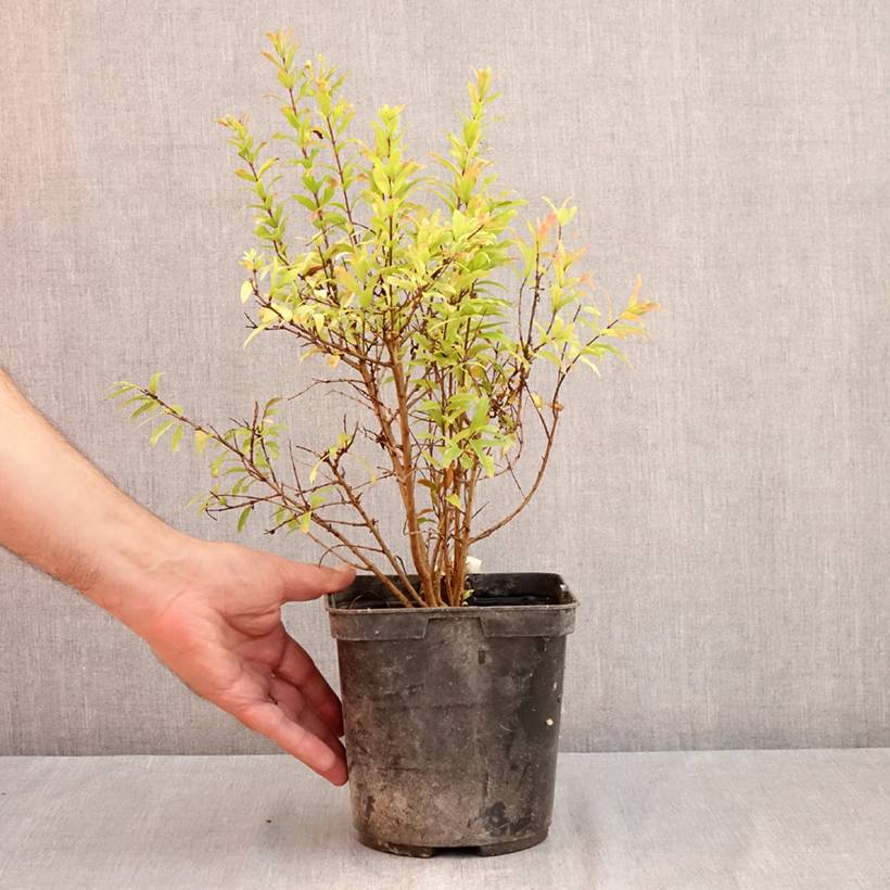 Punica granatum Nana Racemosa - Grenadier nain Pot de 3L/4L - Image 2