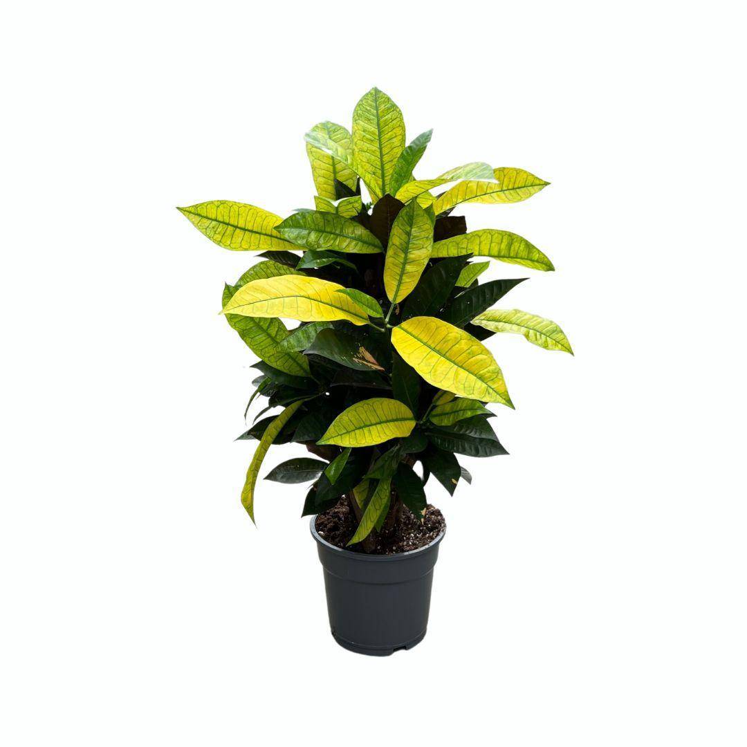 Croton Mrs. Iceton - D17 H65cm