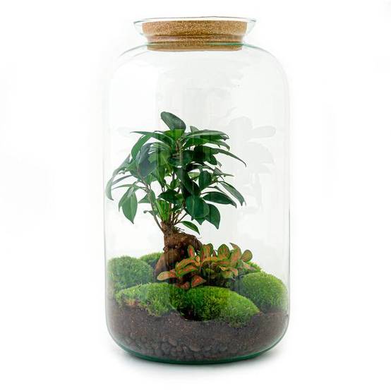 Diy Terrarium - D43 H43cm - Image 1