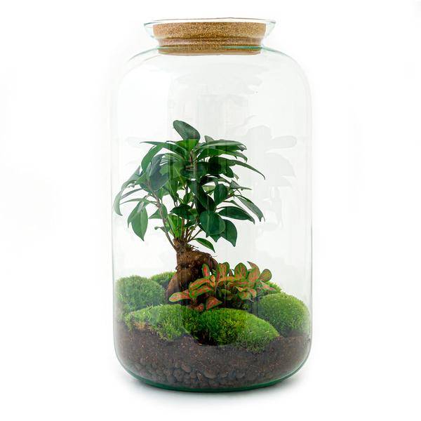 Diy Terrarium - D43 H43cm - Image 1