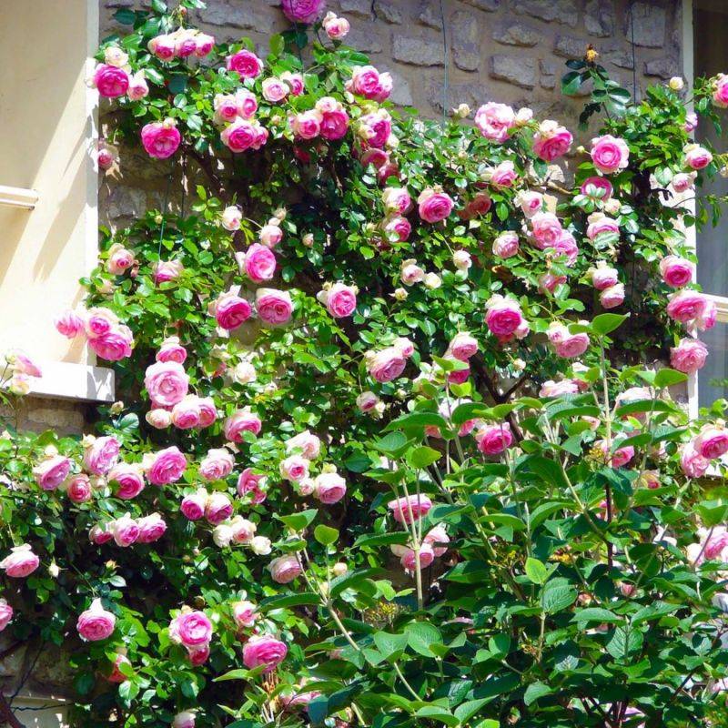 Rosier Grimpant 'Pierre Ronsard' ® (Rosa 'Pierre Ronsard' ®) - Racines nues - Grimpant 60 à 80cm - Pépinières Naudet - Imagen 2