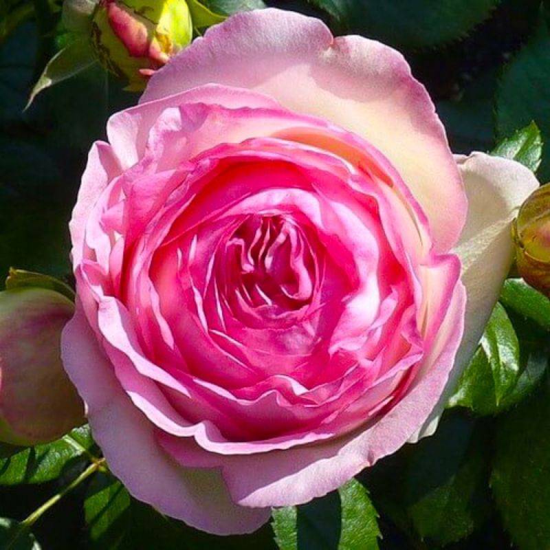 Rosier Grimpant 'Pierre Ronsard' ® (Rosa 'Pierre Ronsard' ®) - Racines nues - Grimpant 60 à 80cm - Pépinières Naudet - Image 1