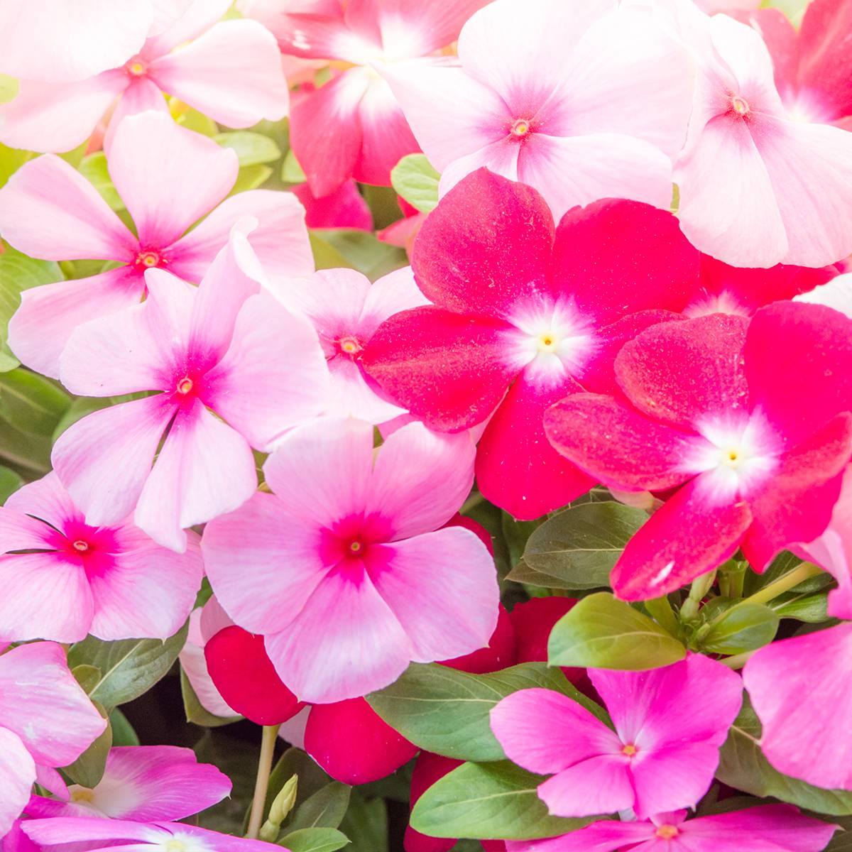 Pervenche de Madagascar Mediterranean XP mélange - Catharanthus roseus Mini-motte 2,,3 cm (par 5)