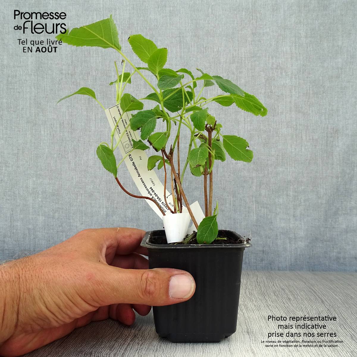 Hortensia arborescens Annabelle Godet de 8/9 cm - Image 2