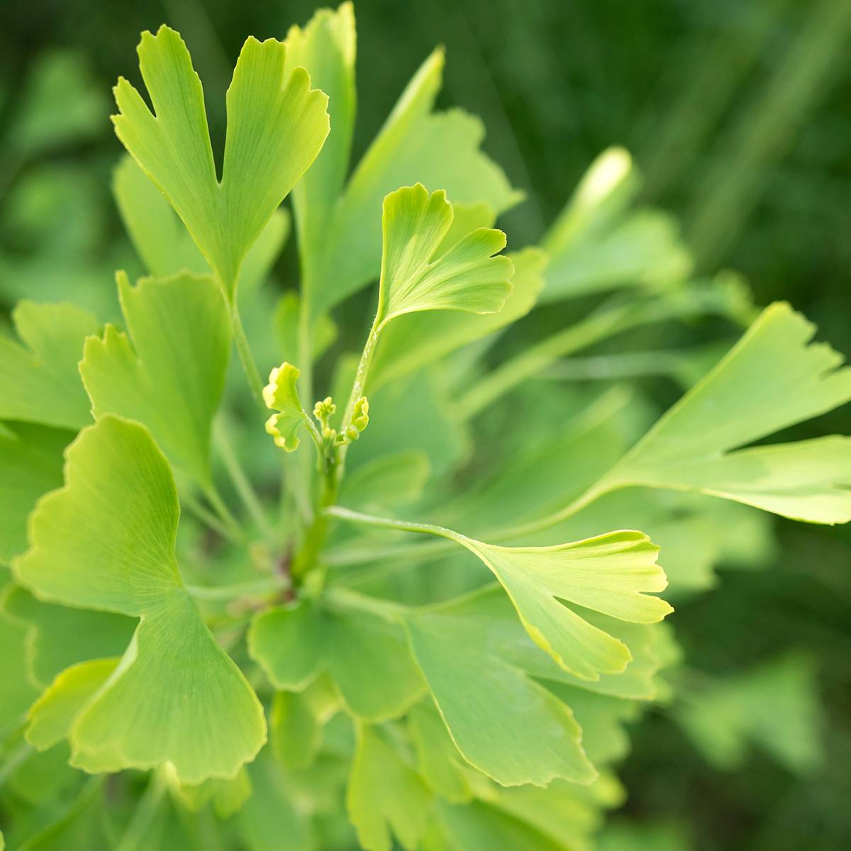 Promesse de Fleurs - Ginkgo biloba Baldi - Arbre aux quarante écus nain Pot de 4L/5L