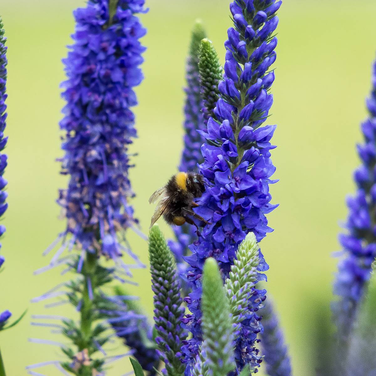 Promesse de Fleurs - Veronica spicata Ulster Dwarf Blue - Véronique en épis Pot de 2L/3L