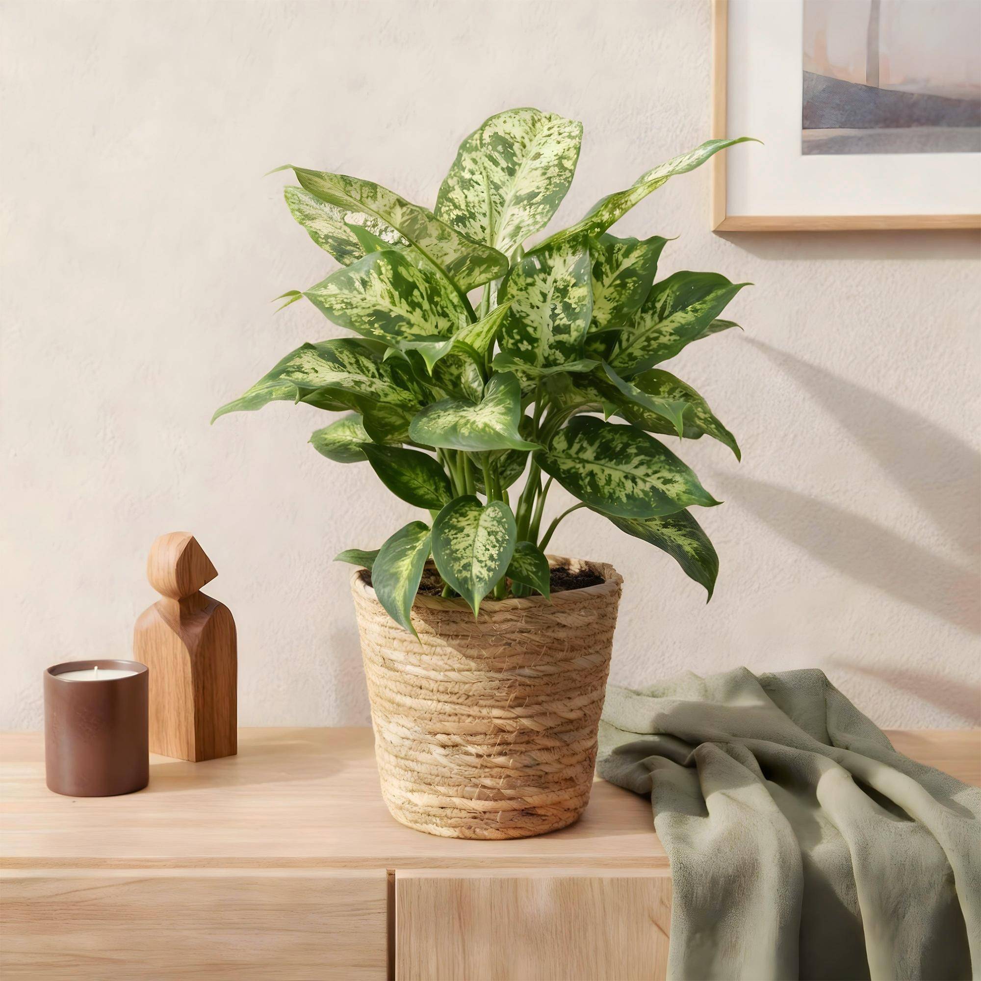 Dieffenbachia Compacta - D17 H50cm