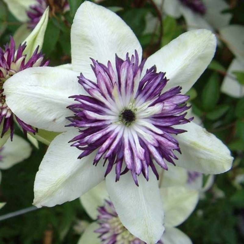 Clématite florida Sieboldii à fleurs Blanche - feuillage Caduc - -  hauteur à maturité De 2,50 m à 3,00 m - Imagen 1