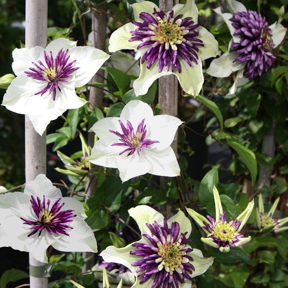 Clématite florida Sieboldii à fleurs Blanche/Violette - feuillage Caduc - - Imagen 1
