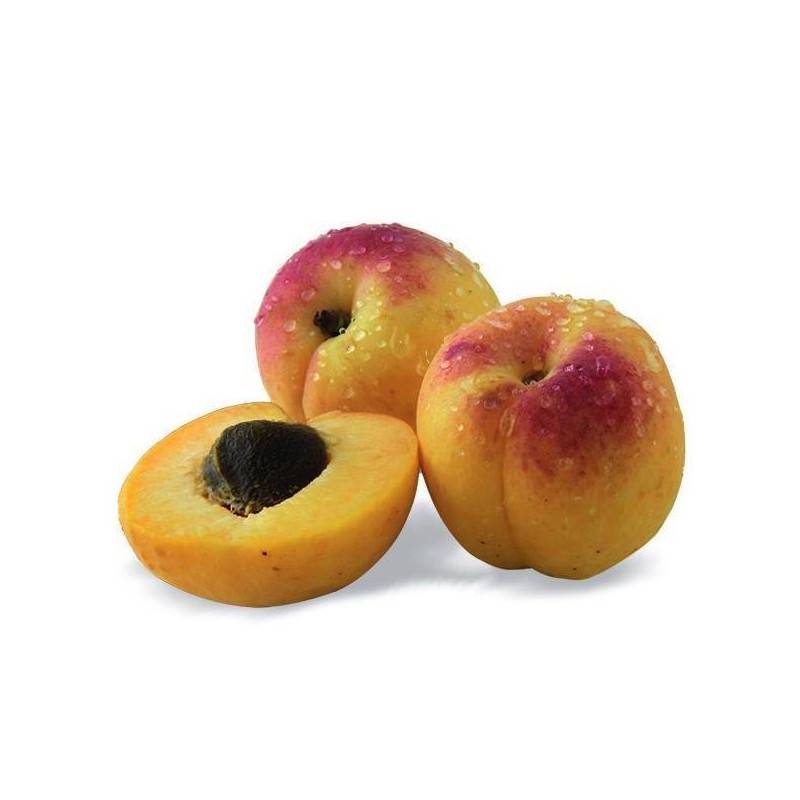 Abricotier nain Petit' Abri® - Nains de jardin® - Bon rendement -  - De 1,50 m à 2,00 m - Imagen 7