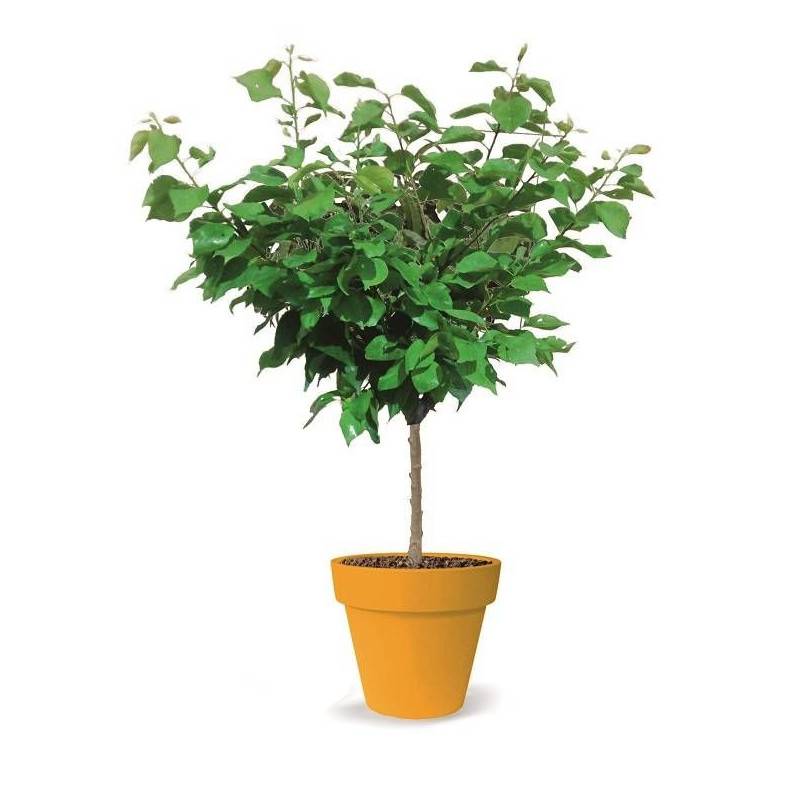 Abricotier nain Petit' Abri® - Nains de jardin® - Bon rendement -  - De 1,50 m à 2,00 m - Imagen 5