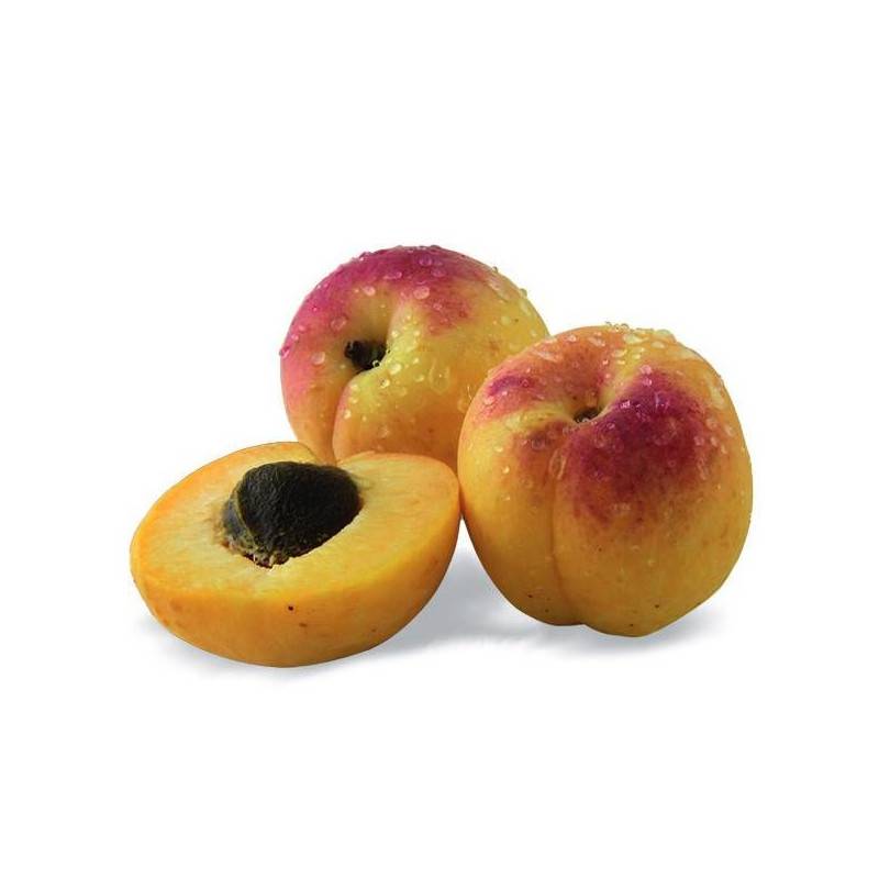 Abricotier nain Petit' Abri® - Nains de jardin® - Bon rendement -  - De 1,50 m à 2,00 m - Imagen 1