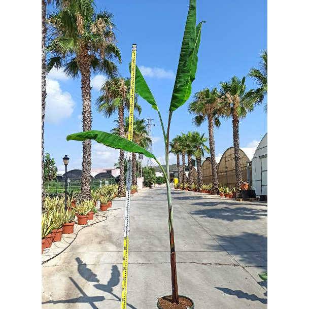 0 - Bananier Musa cheesmanii Pot de 25L - 200-225cm - Image 1