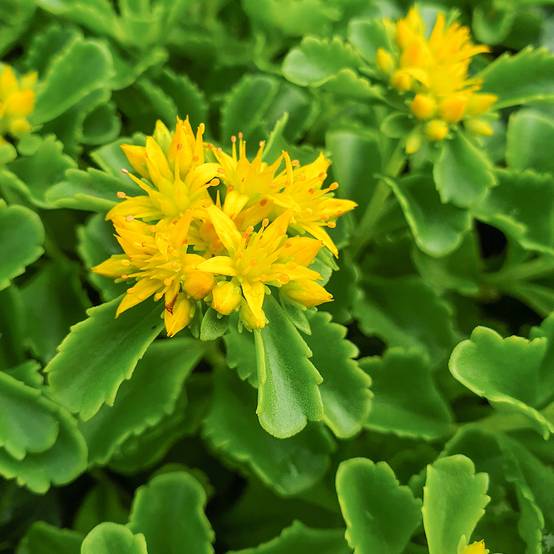 Sedum kamtschaticum - Orpin du Kamtchatka Godet de 8/9 cm