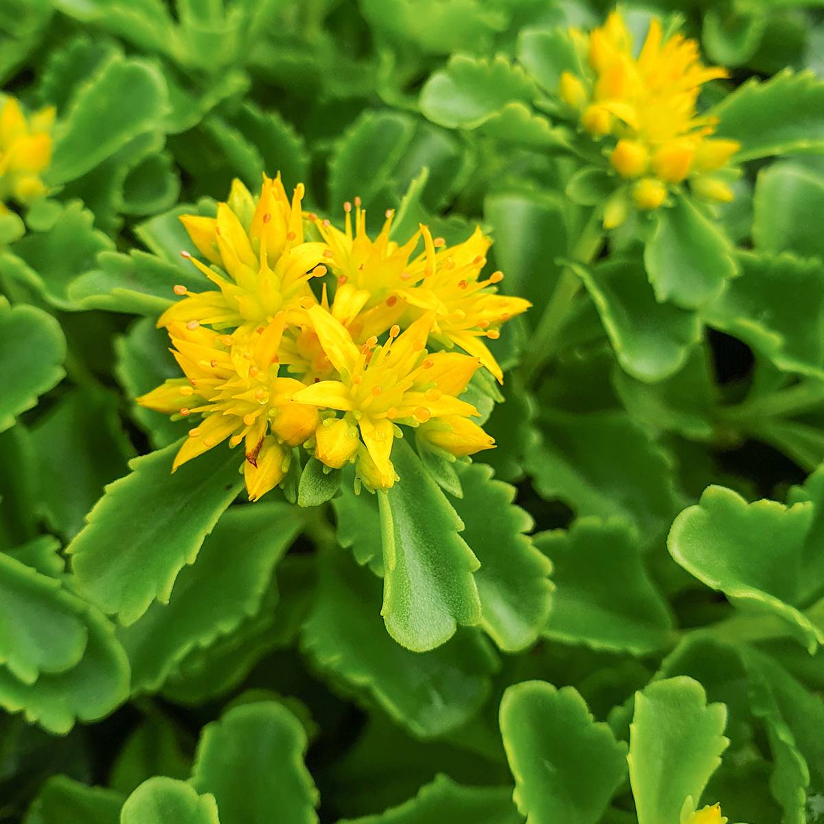 Sedum kamtschaticum - Orpin du Kamtchatka Godet de 8/9 cm