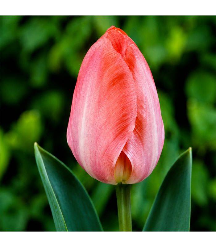 Tulipe Van Eijk Sgaravatti 6 bulbes roses, grande floraison printanière pour massifs et bouquets - 617155 - Image 1