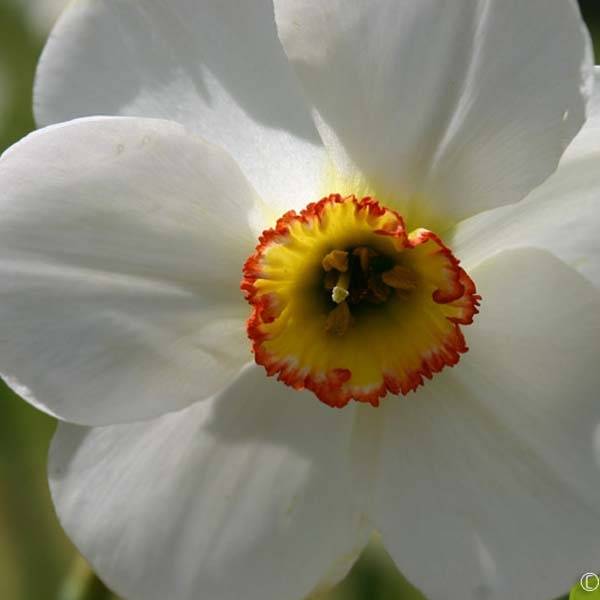 Promesse de Fleurs - Narcisse Edna Earl Bulbe calibre 12+ (par 10)