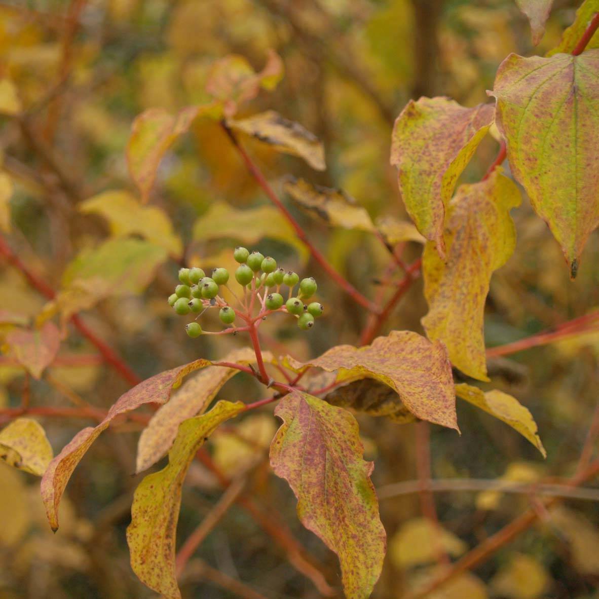 Cornus sanguinea Winter Beauty -Cornouiller sanguin Godet de 8/9 cm - Image 1
