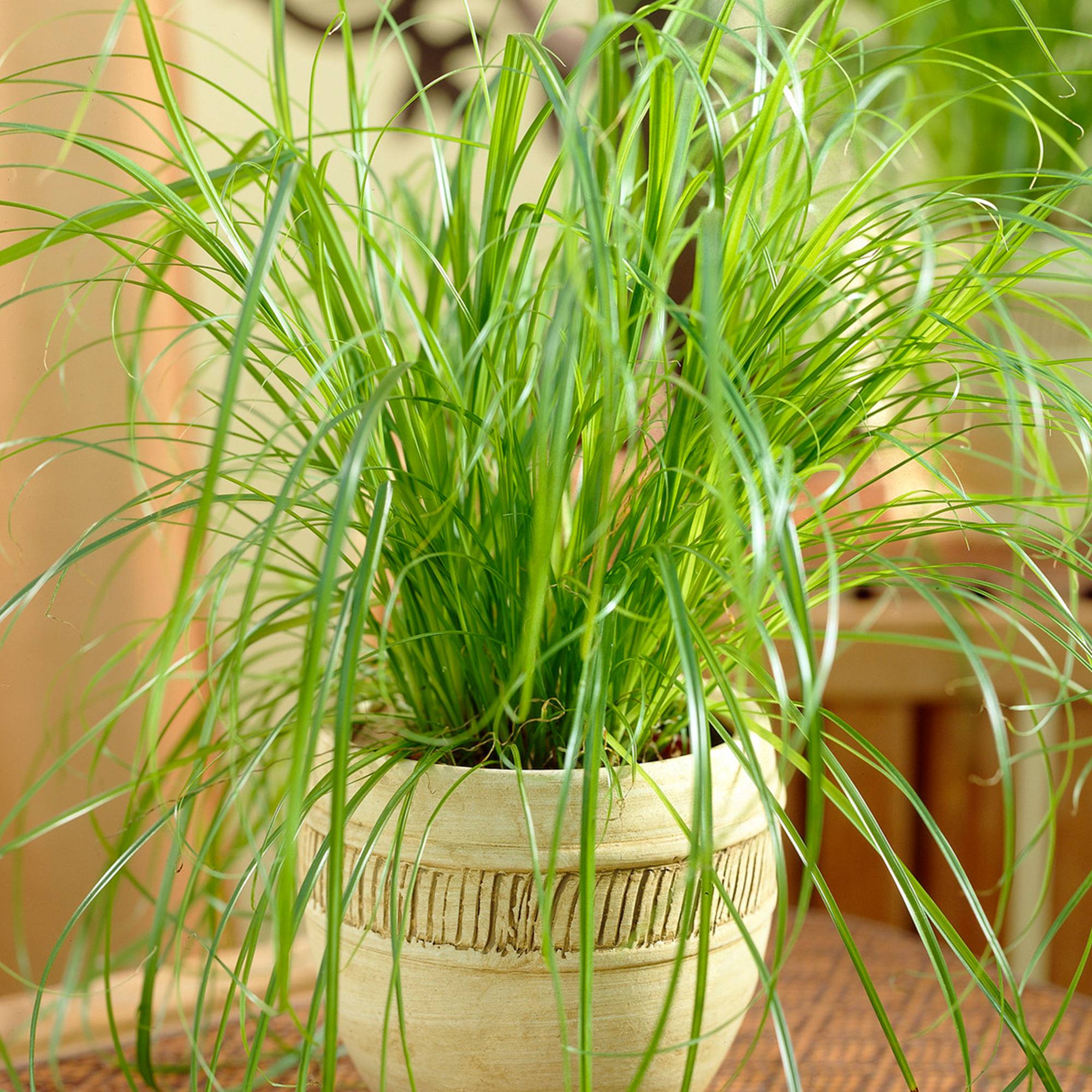 Gardenersdream - Cypérus À Feuilles Alternes Zumula | Plante D'Intérieur En Pot Idéale Pour Les Chats (20-30 Cm En Pot) - GardenersDream - Imagen 1