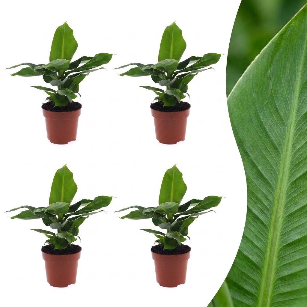 Musa Oriental Dwarf - Bananier nain oriental - Pot de 12cm - 4 plantes - Sans cache-pot - Plantes d'intérieur