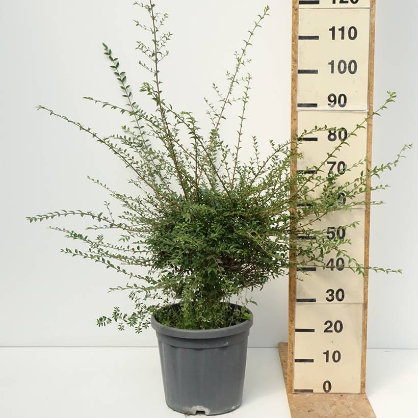 Promesse de Fleurs - Ligustrum jonandrum (ionandrum) - Troène du Yunnan Pot de 12L/15L, 1/4 de tige, Quart de tige 40 cm/ forme boule diamètre 30/35 cm - Image 2