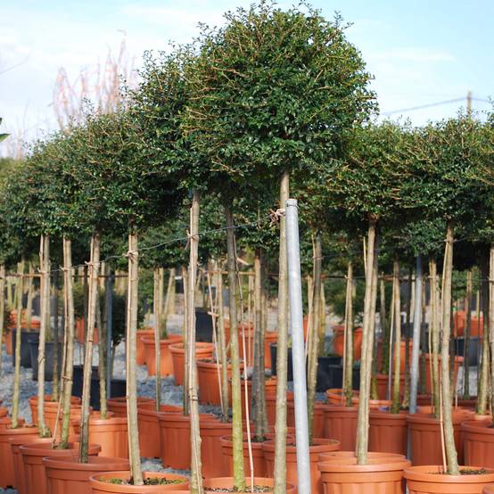 Promesse de Fleurs - Ligustrum jonandrum (ionandrum) - Troène du Yunnan Pot de 12L/15L, 1/4 de tige, Quart de tige 40 cm/ forme boule diamètre 30/35 cm - Image 1