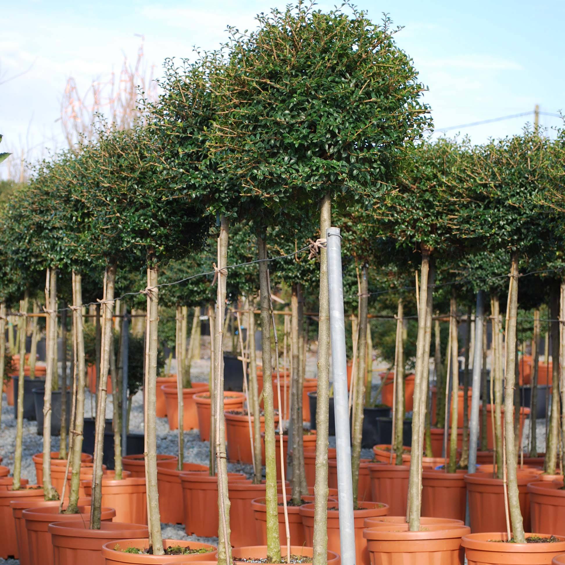 Ligustrum jonandrum (ionandrum) - Troène du Yunnan Pot de 12L/15L, 1/4 de tige, Quart de tige 40 cm/ forme boule diamètre 30/35 cm