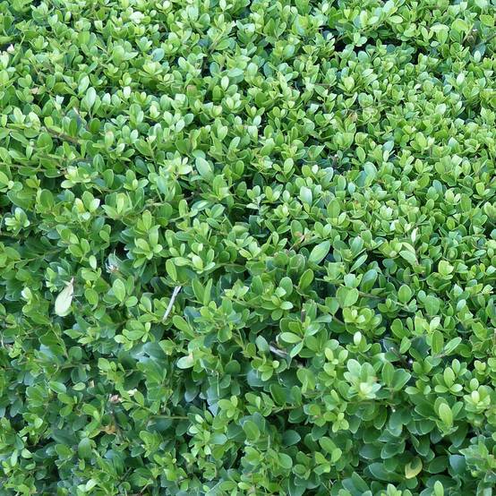 Houx crénelé - Ilex crenata Dark Green Godet de 8/9 cm - Image 1
