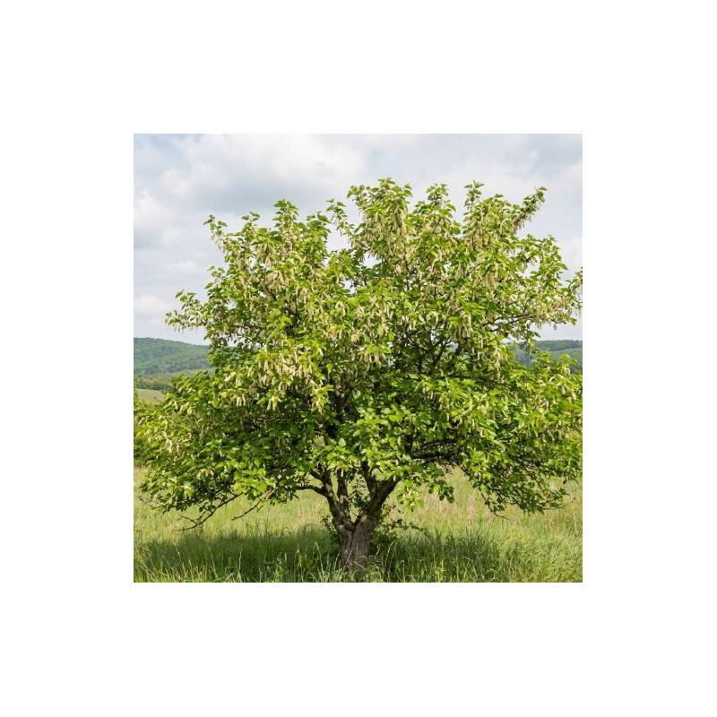 Mûrier blanc (Morus alba) - Godet - Taille 10/15cm - Pépinières Naudet - Imagen 1