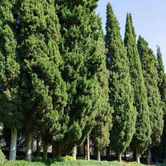 Cyprès de Provence (Cupressus sempervirens) - Godet - Taille 15/30cm - Pépinières Naudet - Imagen 1