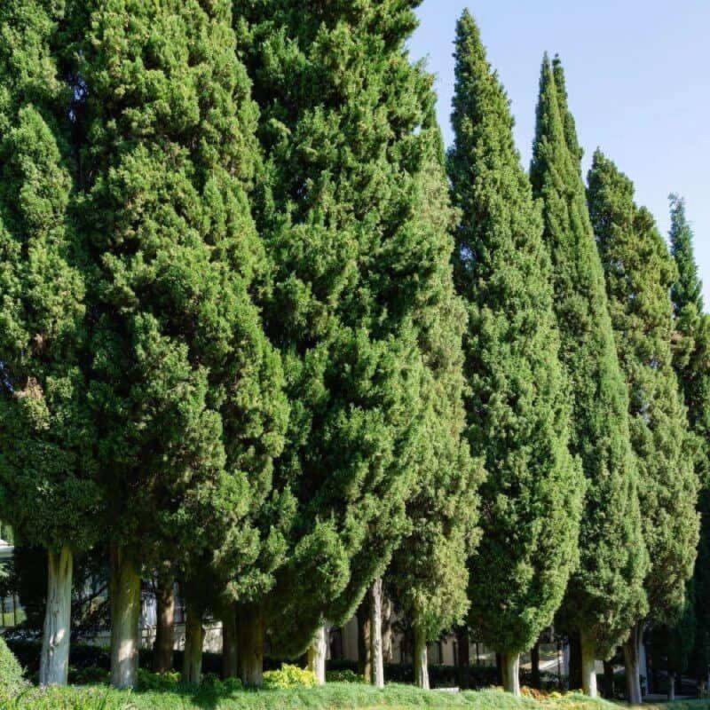 Cyprès de Provence (Cupressus sempervirens) - Godet - Taille 15/30cm - Pépinières Naudet