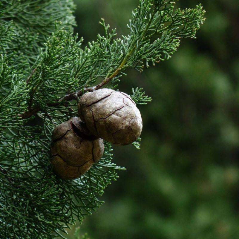 Cyprès de Provence (Cupressus sempervirens) - Godet - Taille 15/30cm - Pépinières Naudet - Imagen 2