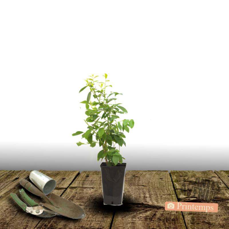 Myrtille Rubel, Myrtillier - Moyen rendement - Pot de 1L - 10/30 cm - De 1,00 m à 1,50 m - Imagen 5