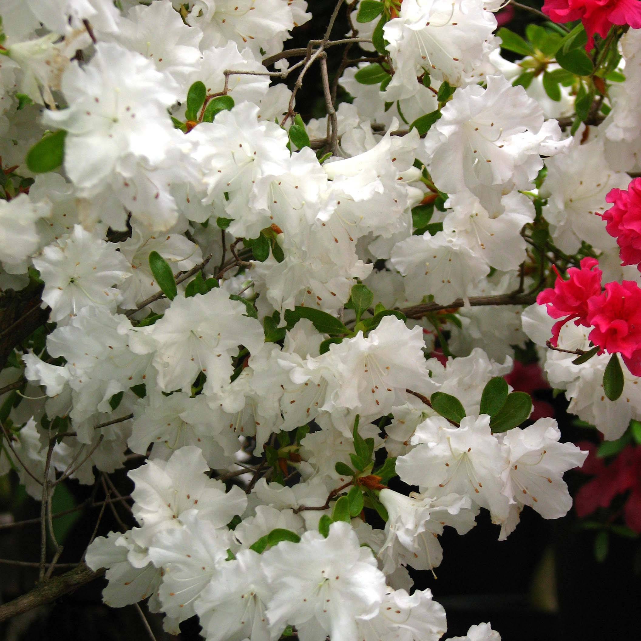Promesse de Fleurs - Azalée du Japon Adonis - Rhododendron hybride. Pot de 2L/3L - Image 1