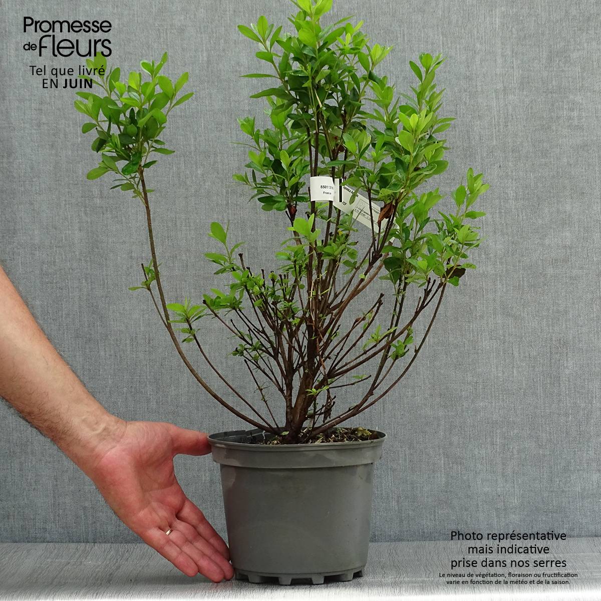 Promesse de Fleurs - Azalée du Japon Adonis - Rhododendron hybride. Pot de 2L/3L - Image 2