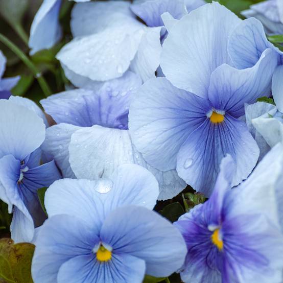 Promesse de Fleurs - Pensée Inspire Silver Blue miini-motte - Mottes de 3,8 x 3,2 cm en plaque de culture par 16 - Viola (x) witrockiana / Viola Carrera Azure Mini-motte