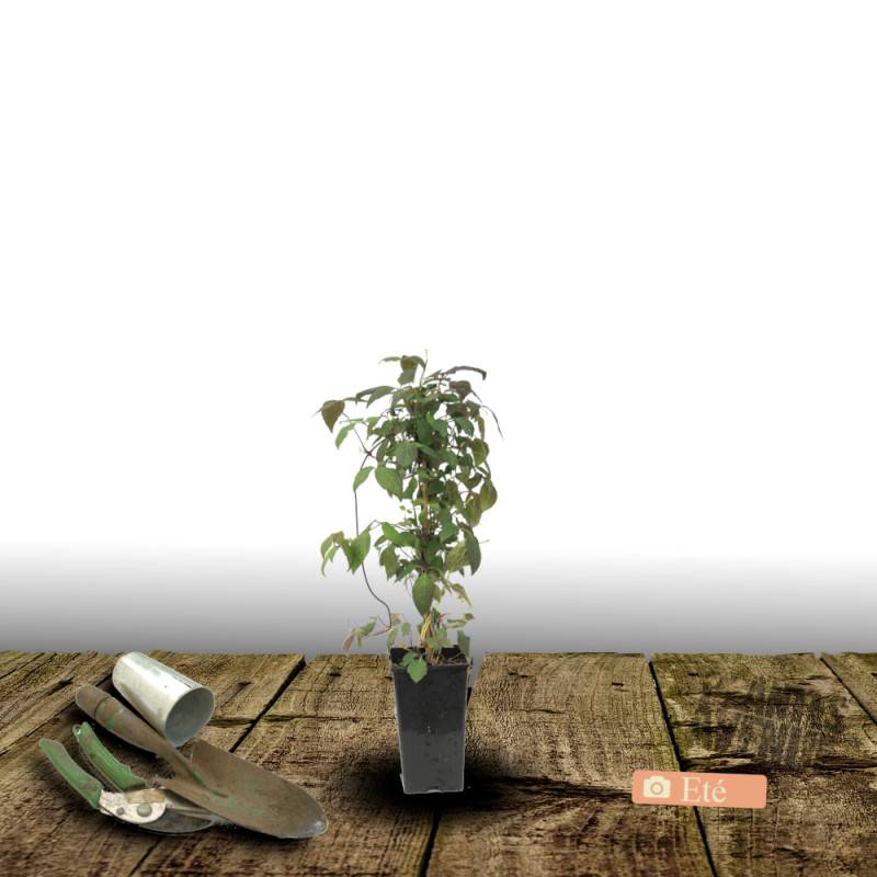 Clématite montana Rosebud® 'Robud' à fleurs Rose - feuillage Caduc - Pot de 1,8L - Tuteur bambou 30/60 cm-  hauteur à maturité De 5,00 m à 10,00 m - Image 3