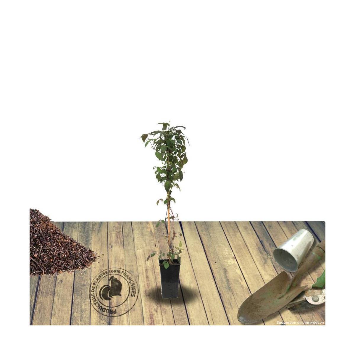 Clématite montana Rosebud® 'Robud' à fleurs Rose - feuillage Caduc - Pot de 1,8L - Tuteur bambou 30/60 cm-  hauteur à maturité De 5,00 m à 10,00 m - Image 8