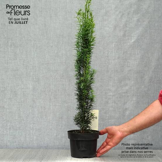 Taxus baccata Fastigiata Robusta - If commun fastigié Pot de 2L/3L - Image 2