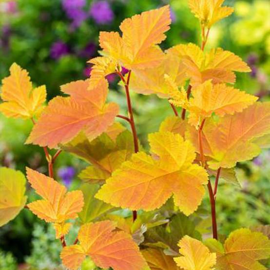 Physocarpus opulifolius Magic Ball Pot de 3L/4L - Image 1