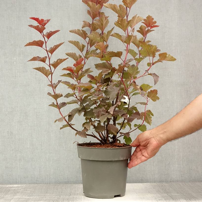 Physocarpus opulifolius Magic Ball Pot de 3L/4L - Image 2