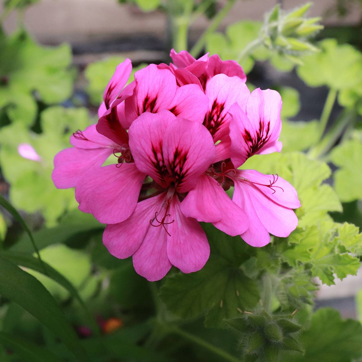 Pelargonium odorant Purple Unique - Géranium parfum fraise - Godet de 8/9 cm